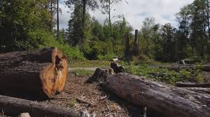 Trusted Molalla, OR Tree Services Experts