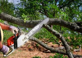 Tree and Shrub Care in Molalla, OR