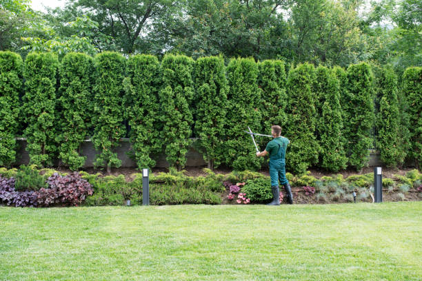 Best Fruit Tree Pruning  in Molalla, OR