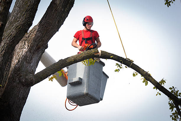 Best Tree Preservation Services  in Molalla, OR