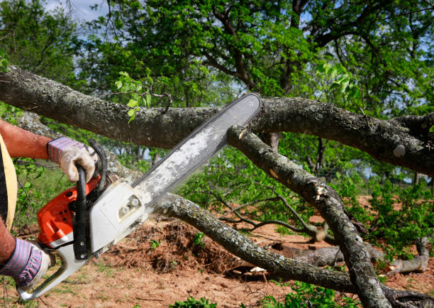 Best Tree and Shrub Care  in Molalla, OR